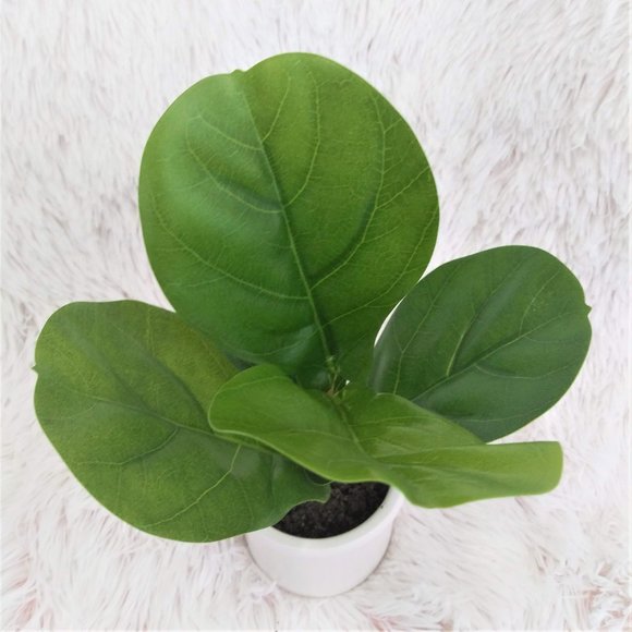 4pk Artificial Fiddle-Leaf In Ceramic Pot - Picture 3 of 7